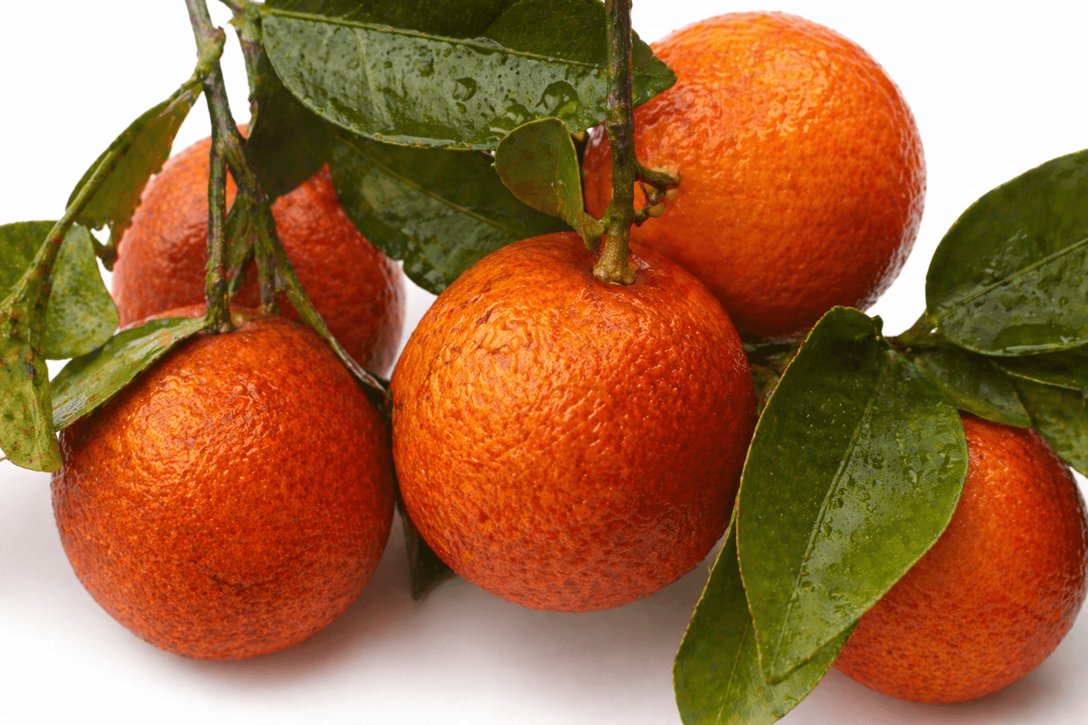 Chinotto Atreides (Demo)